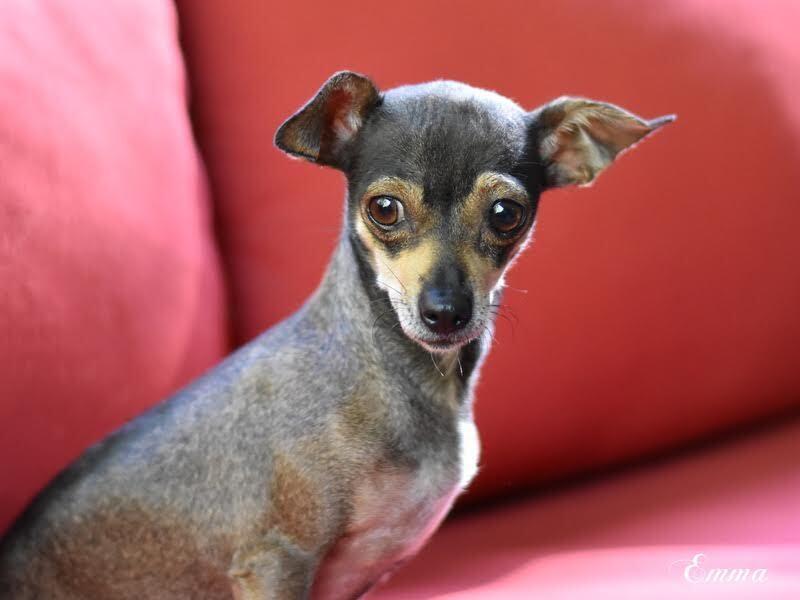 Enlarge Emma (Chi Family) bonded with Chata, must be adopted together, a Adoptable mixed breed in Brewster , NY image 4/5
