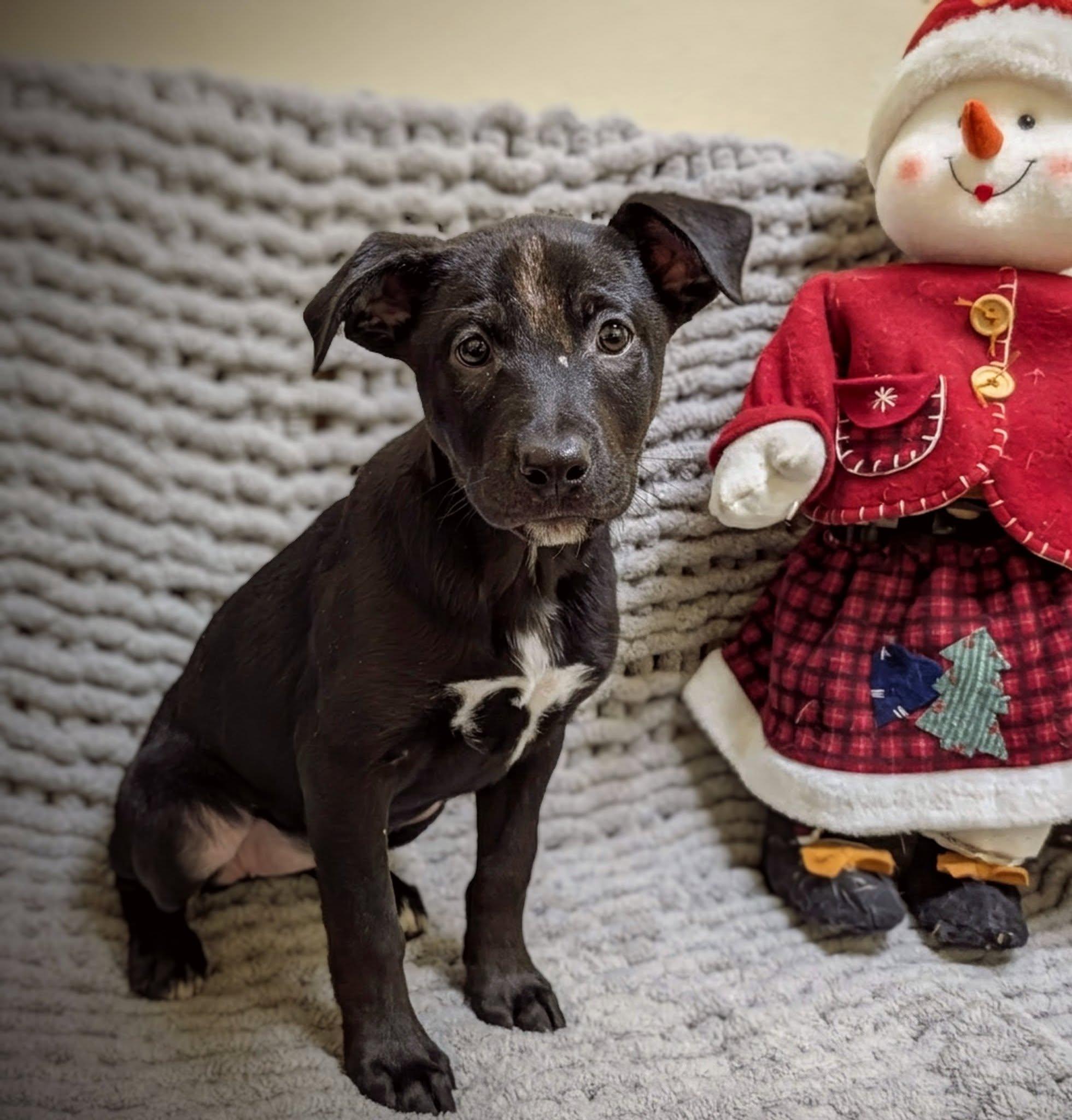 Enlarge Stella, a ADOPTABLE Mixed Breed in Mauston, WI image 1/1