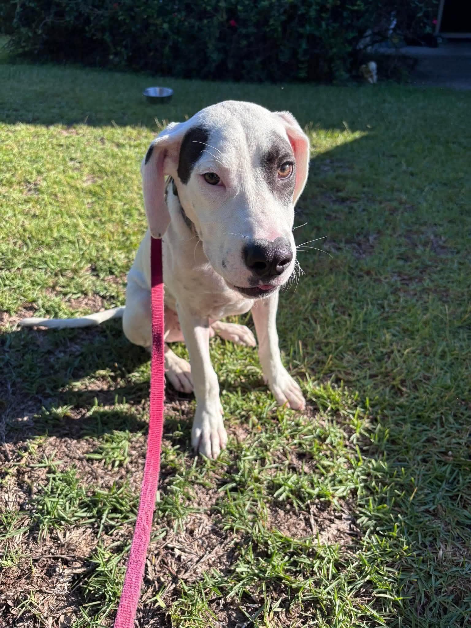 Enlarge Phantom, a Adoptable mixed breed in Wando, SC image 3/3