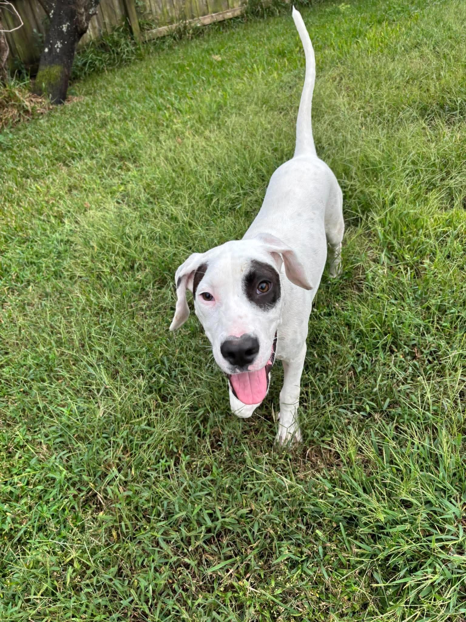 Enlarge Phantom, a Adoptable mixed breed in Wando, SC image 1/3