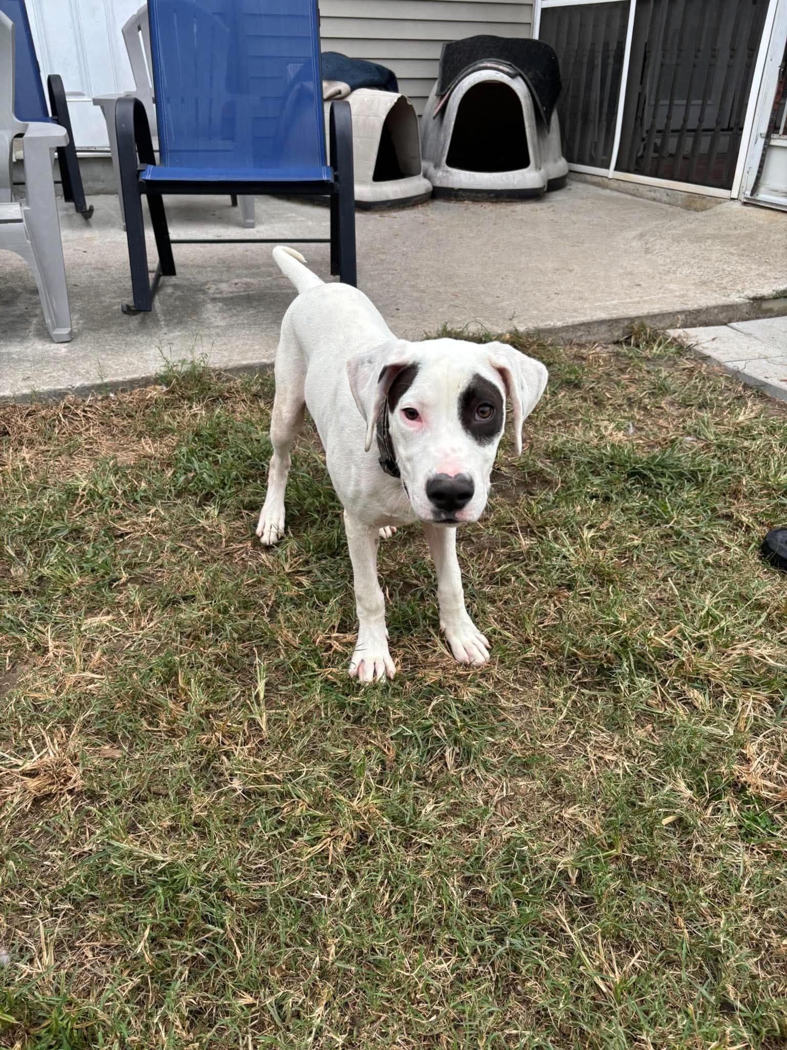 Enlarge Phantom, a Adoptable mixed breed in Wando, SC image 2/3