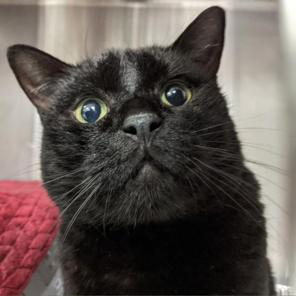 Enlarge Cleopatra, a Adoptable Domestic Short Hair in Salt Lake City, UT image 1/1