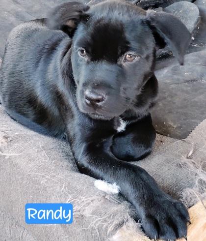 Randy, Adoptable, Puppy Male Mixed Breed & Mixed Breed.