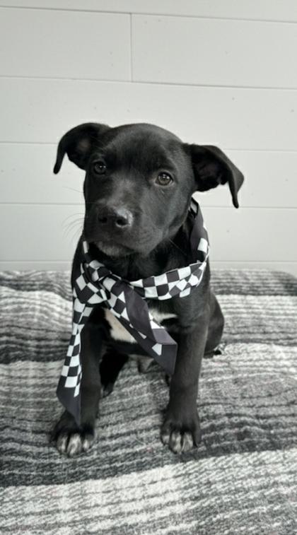 Enlarge Randy, a Adoptable mixed breed in Cibolo, TX image 2/2