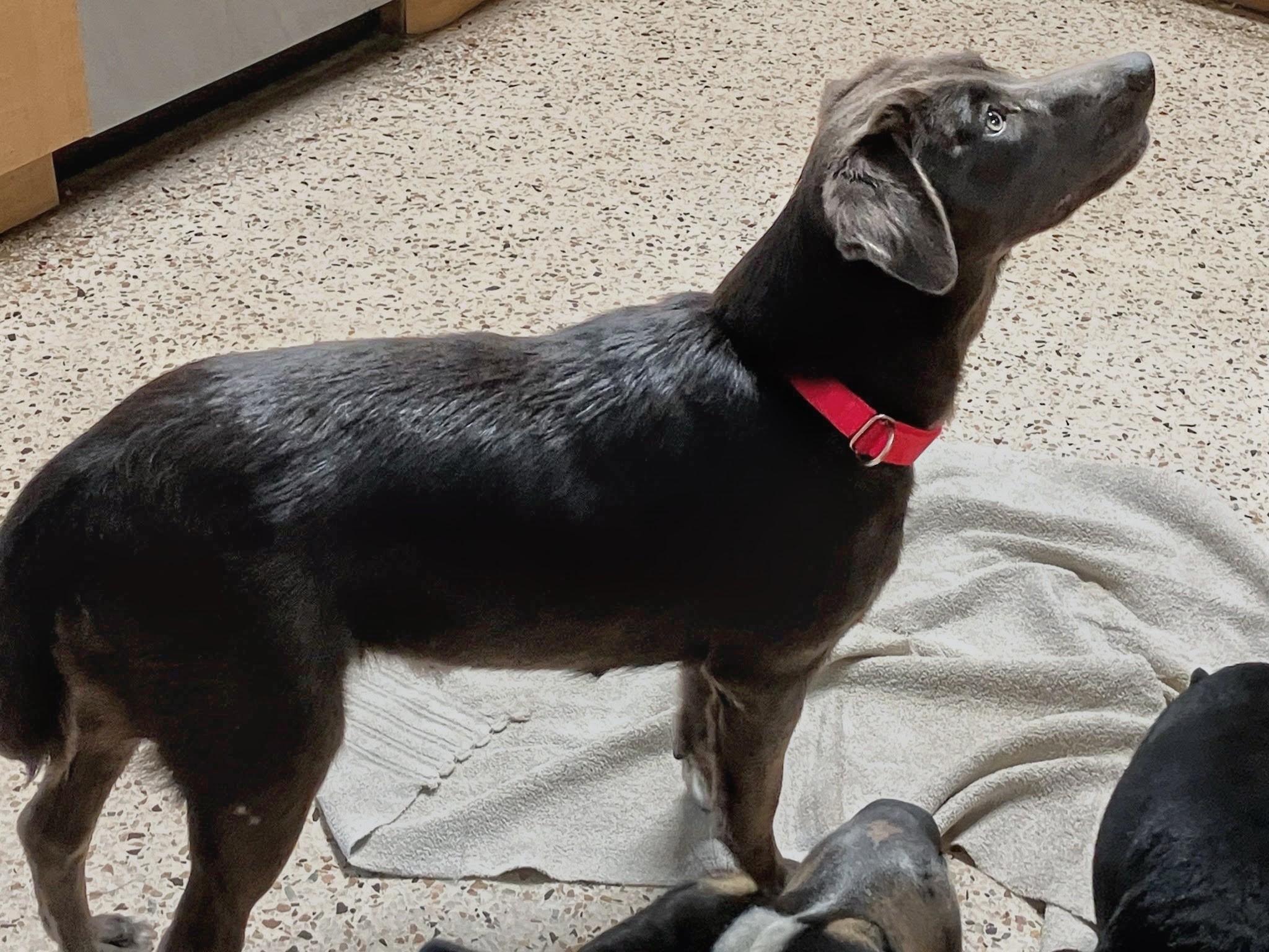Enlarge Carley, a Adoptable mixed breed in Tampa, FL image 3/3