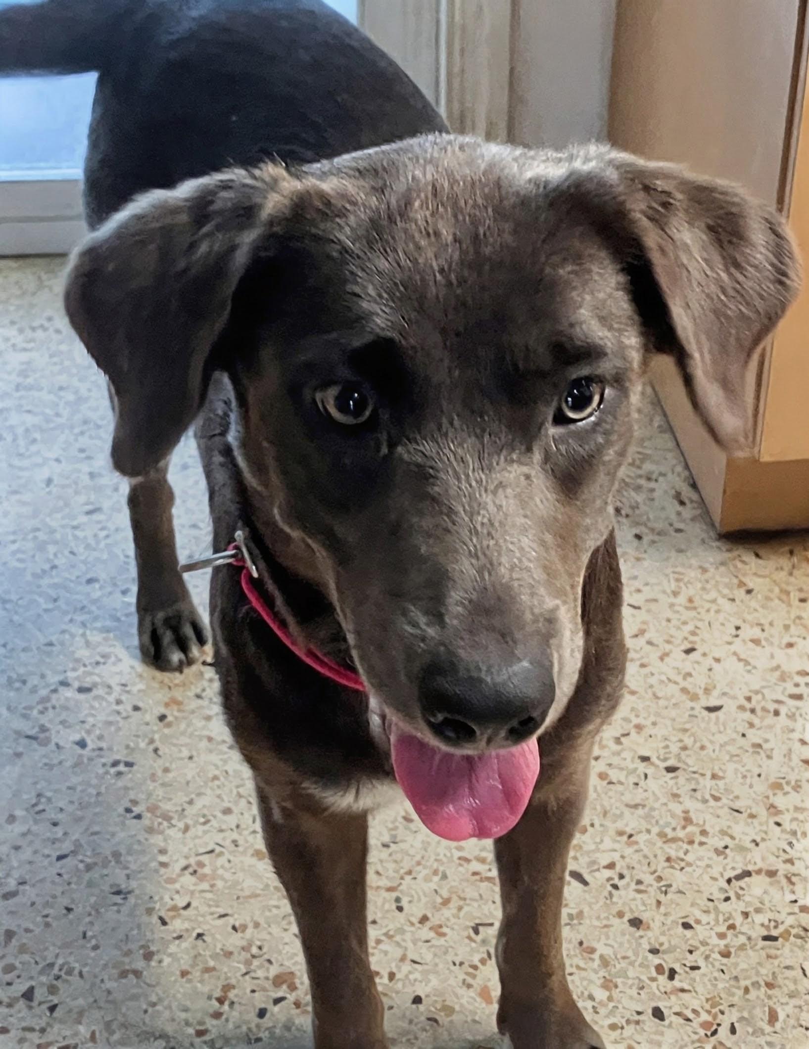 Enlarge Carley, a Adoptable mixed breed in Tampa, FL image 1/3