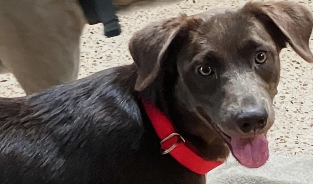 Enlarge Carley, a Adoptable mixed breed in Tampa, FL image 2/3