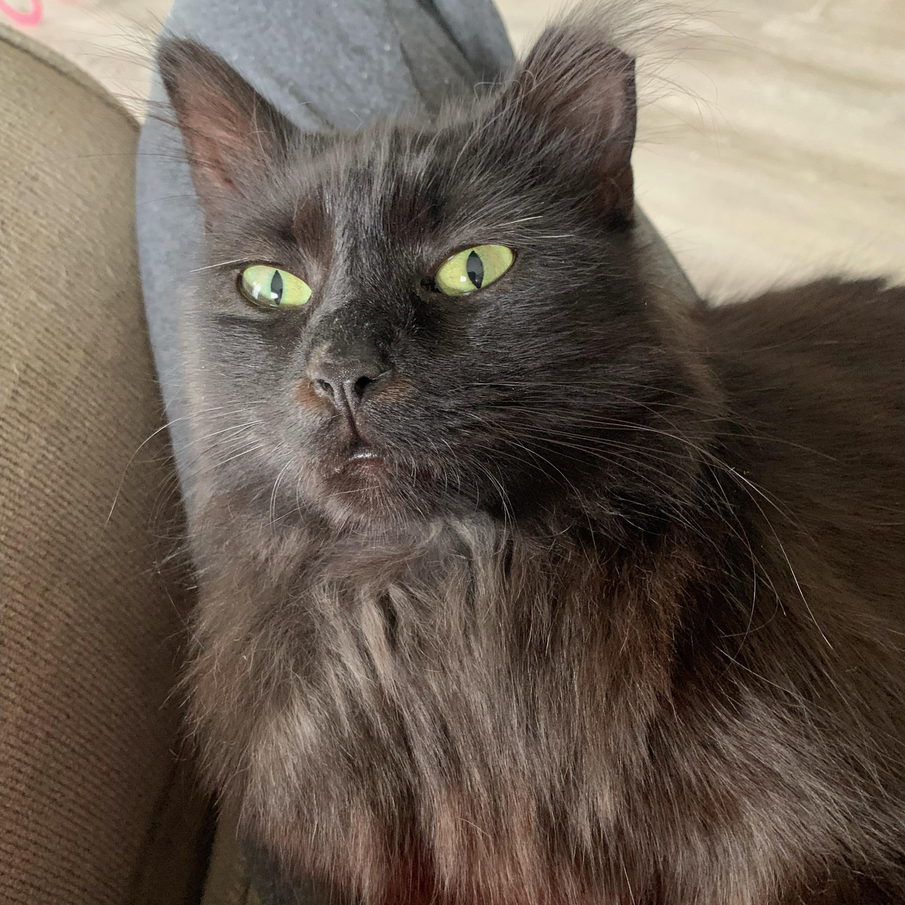 Sporto, ADOPTABLE, Adult Female Domestic Long Hair.