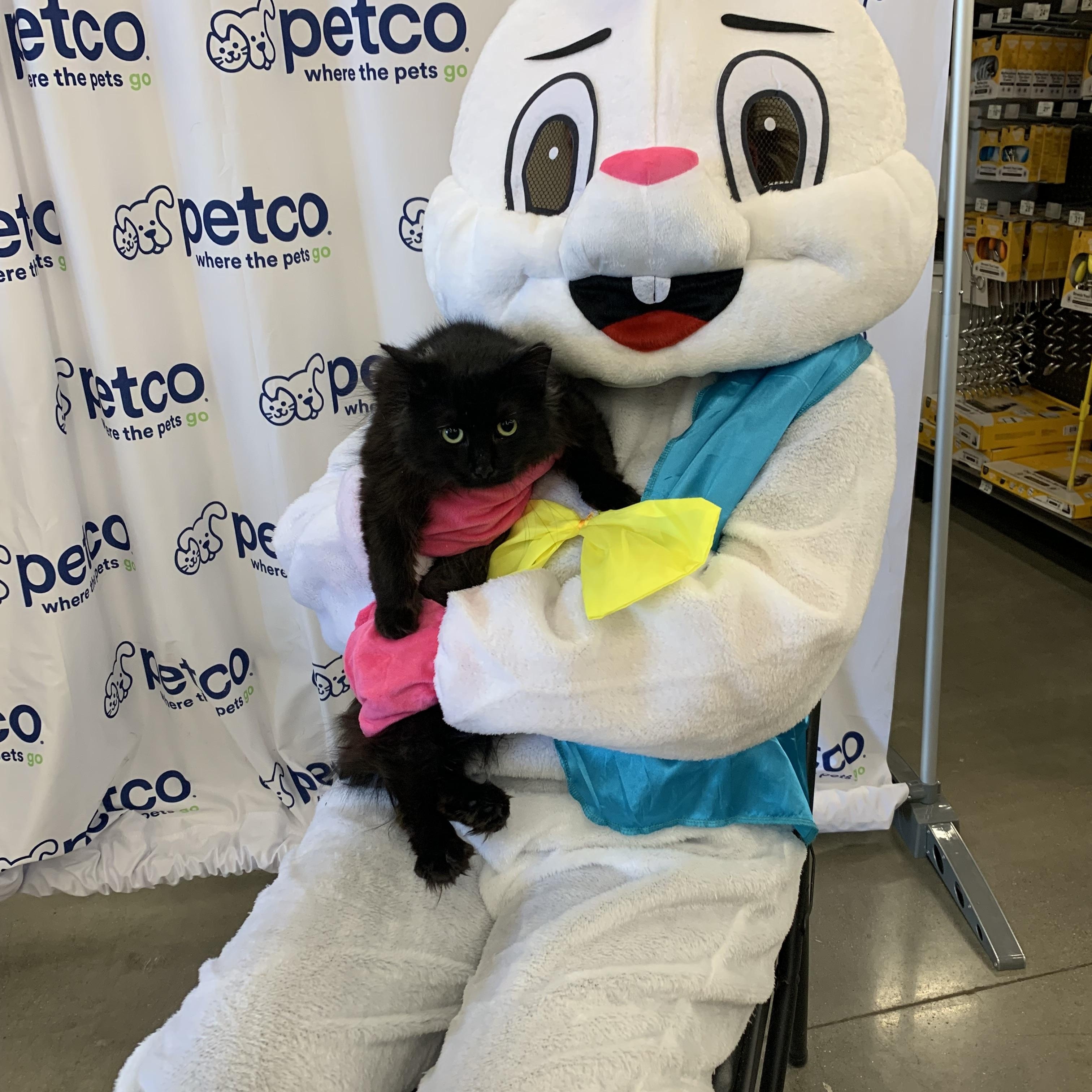 Enlarge Sporto, a ADOPTABLE Domestic Long Hair in Shelby Township, MI image 3/6