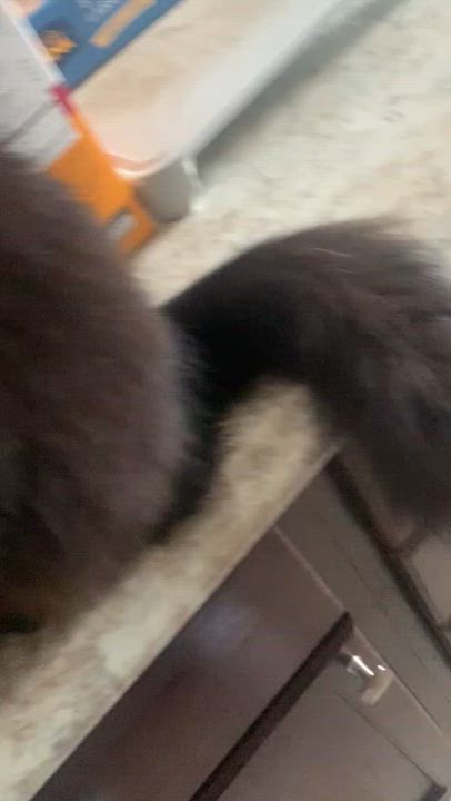 Enlarge Sporto, a ADOPTABLE Domestic Long Hair in Shelby Township, MI video 5/6