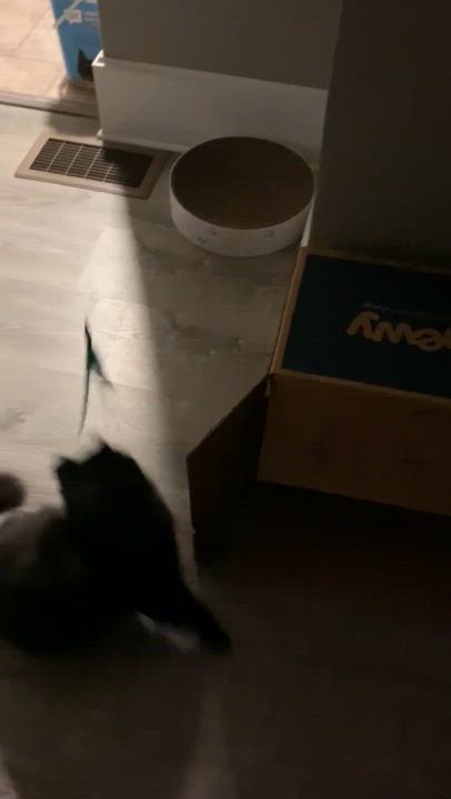 Enlarge Sporto, a ADOPTABLE Domestic Long Hair in Shelby Township, MI video 4/6