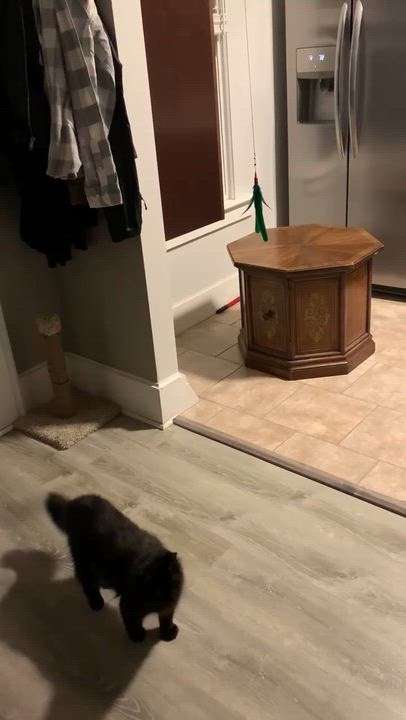 Enlarge Sporto, a ADOPTABLE Domestic Long Hair in Shelby Township, MI video 6/6