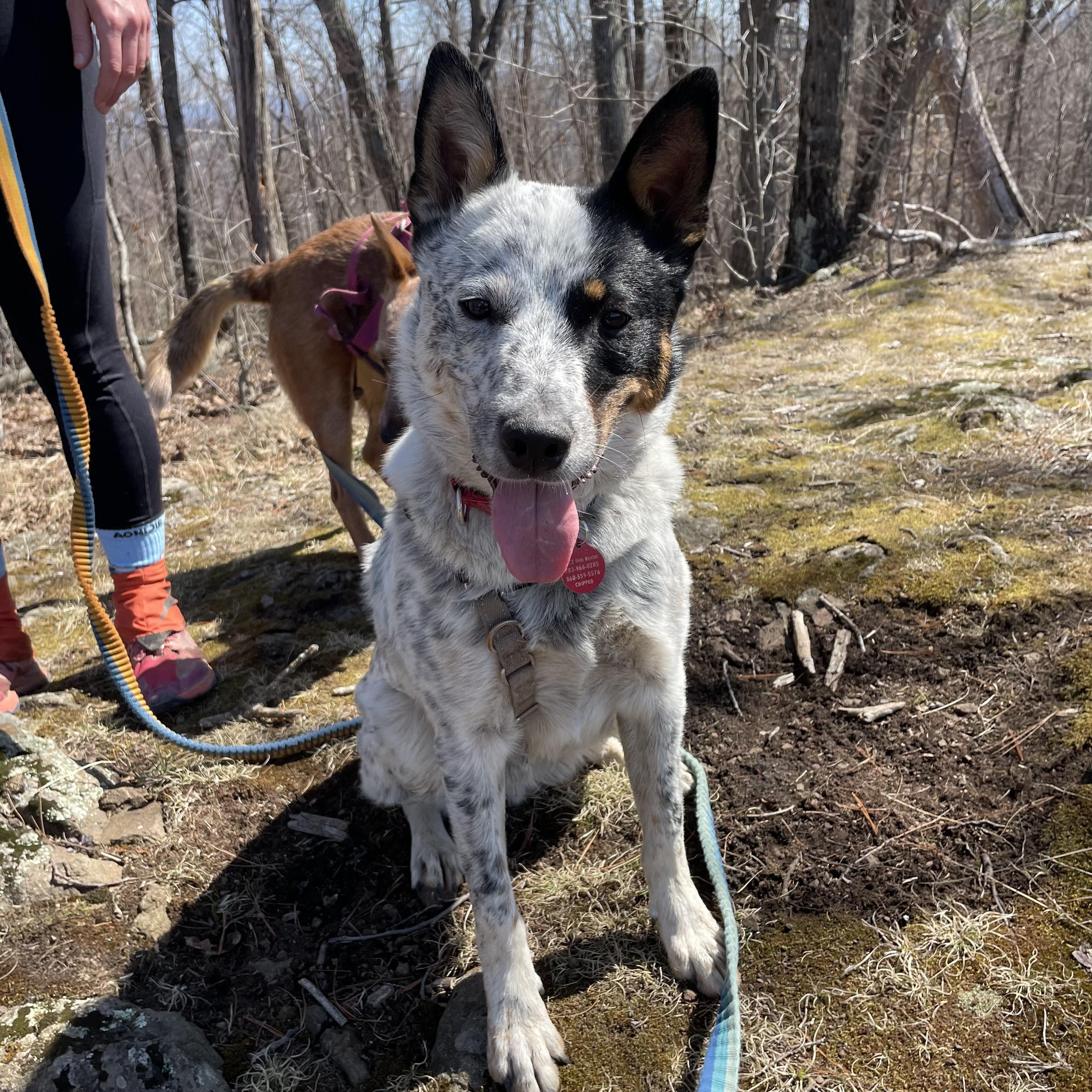 Enlarge Bingo, a Adoptable Australian Cattle Dog / Blue Heeler in Chatham, NJ image 2/6