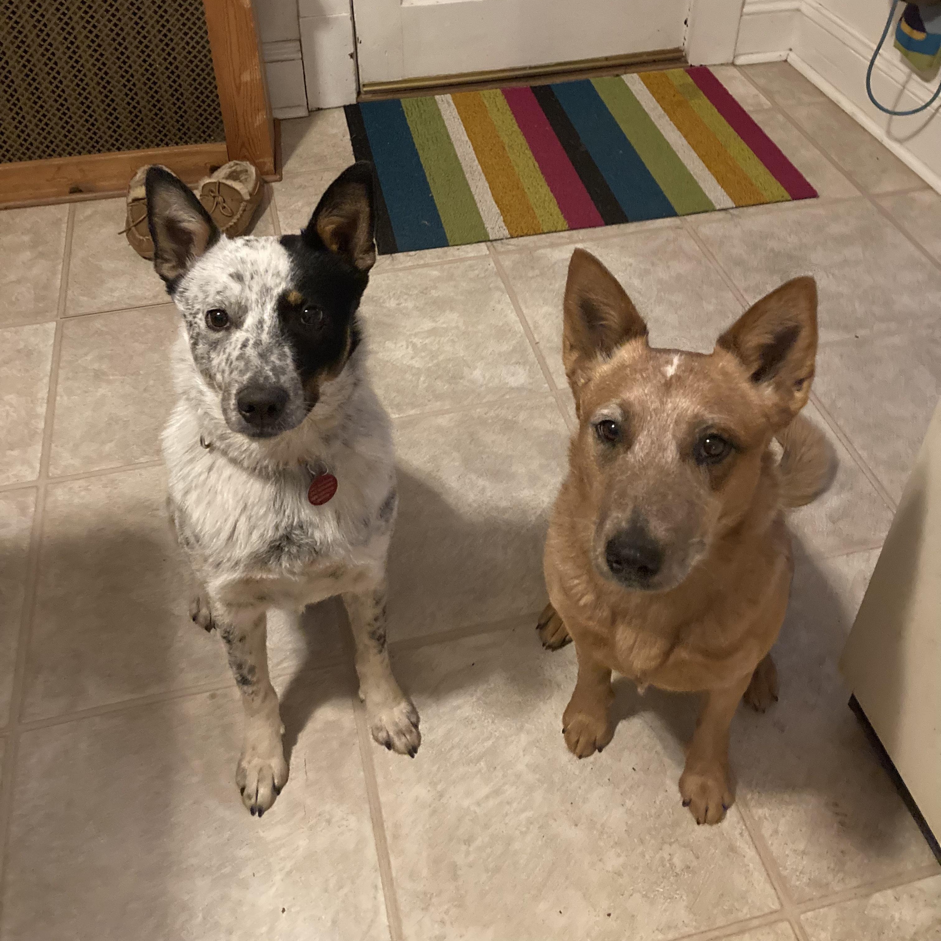 Enlarge Bingo, a Adoptable Australian Cattle Dog / Blue Heeler in Chatham, NJ image 4/6