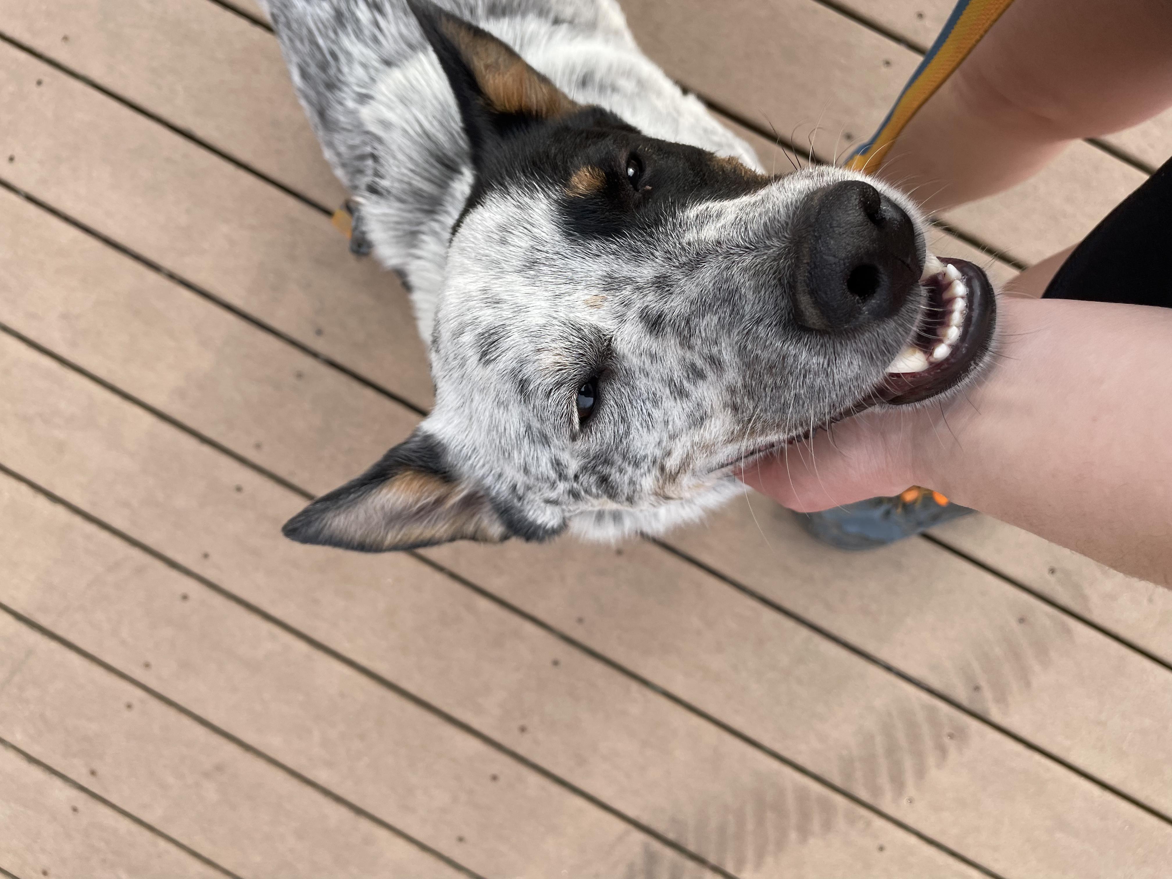 Enlarge Bingo, a Adoptable Australian Cattle Dog / Blue Heeler in Chatham, NJ image 5/6