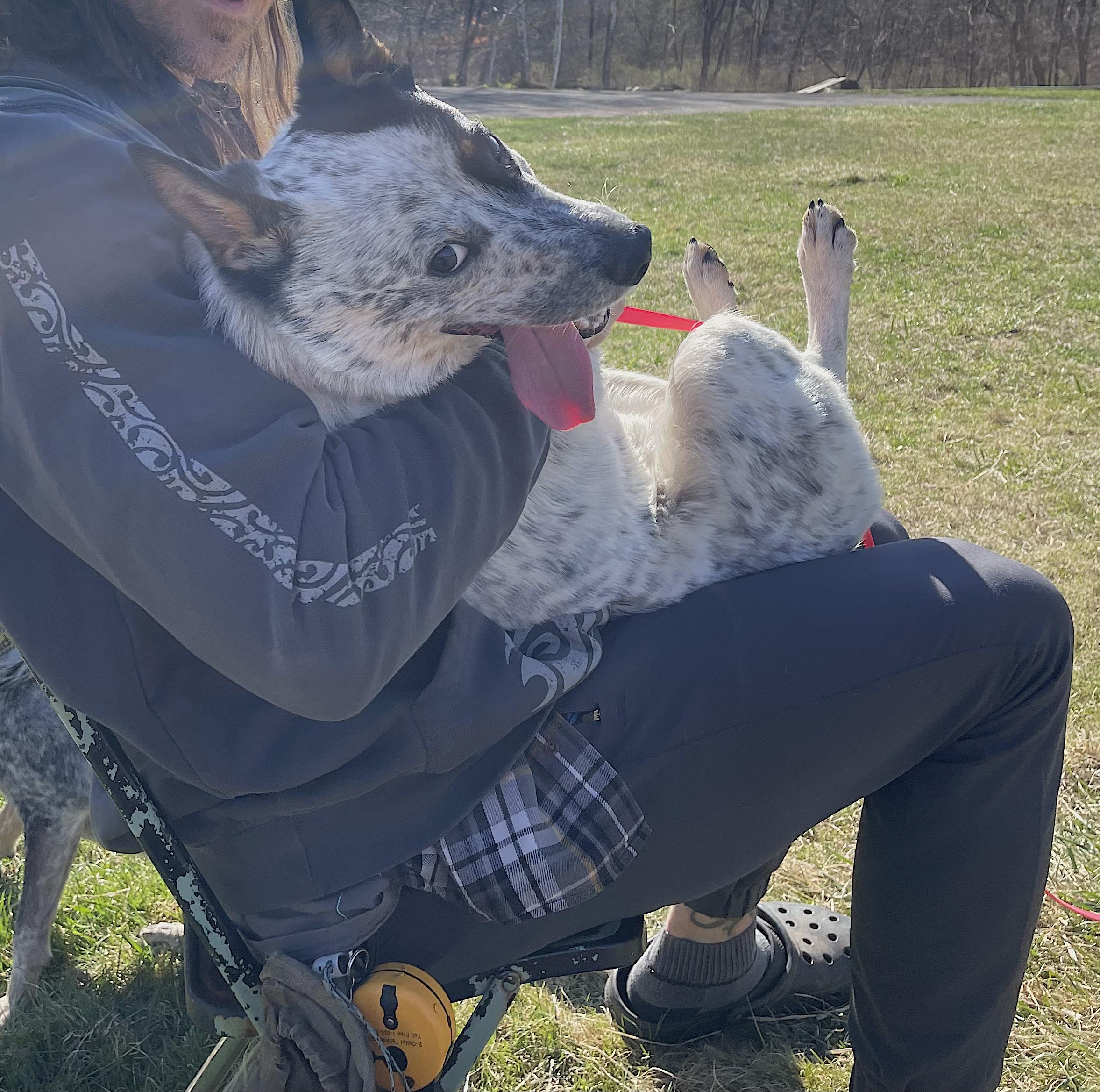 Enlarge Bingo, a Adoptable Australian Cattle Dog / Blue Heeler in Chatham, NJ image 3/6