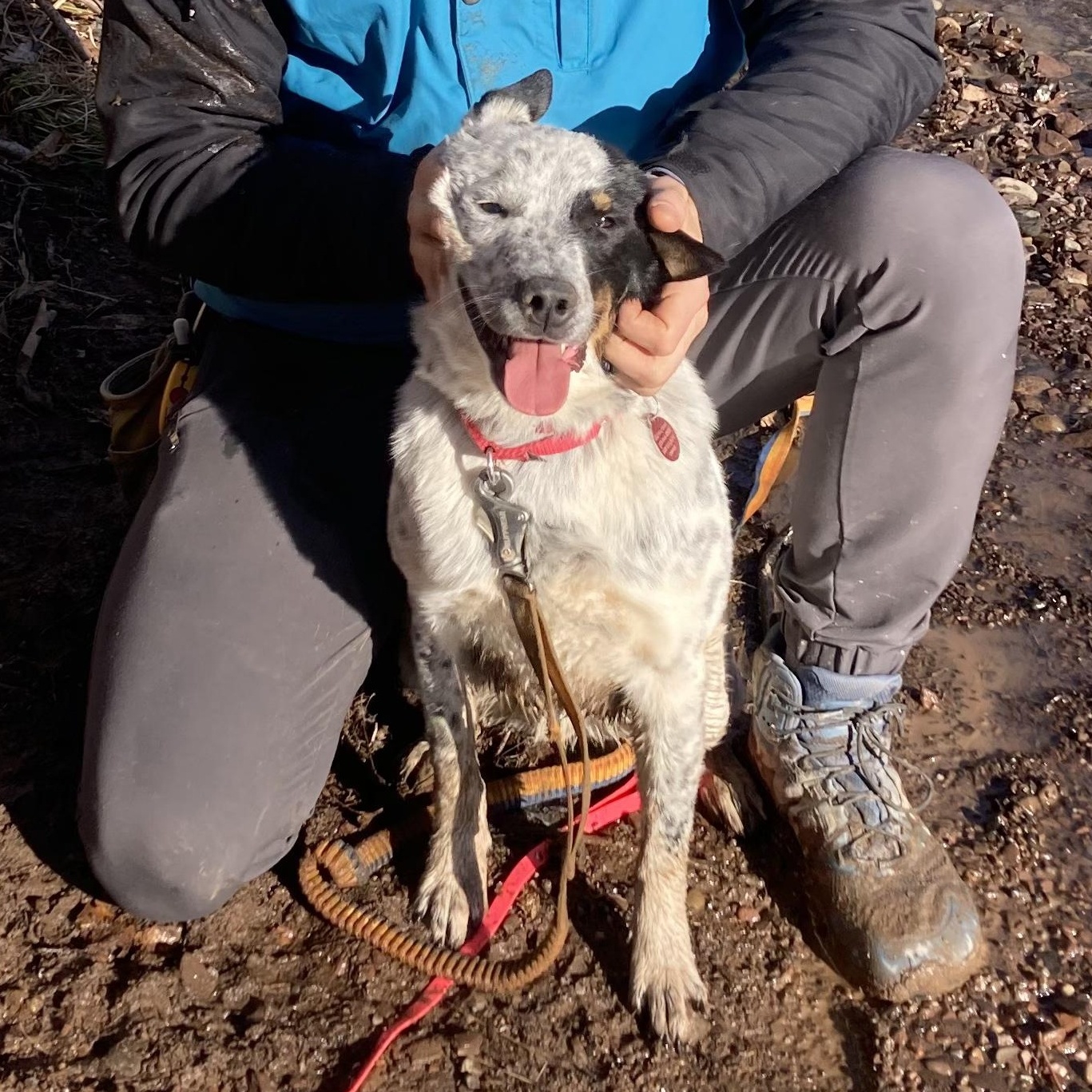 Enlarge Bingo, a Adoptable Australian Cattle Dog / Blue Heeler in Chatham, NJ image 1/6