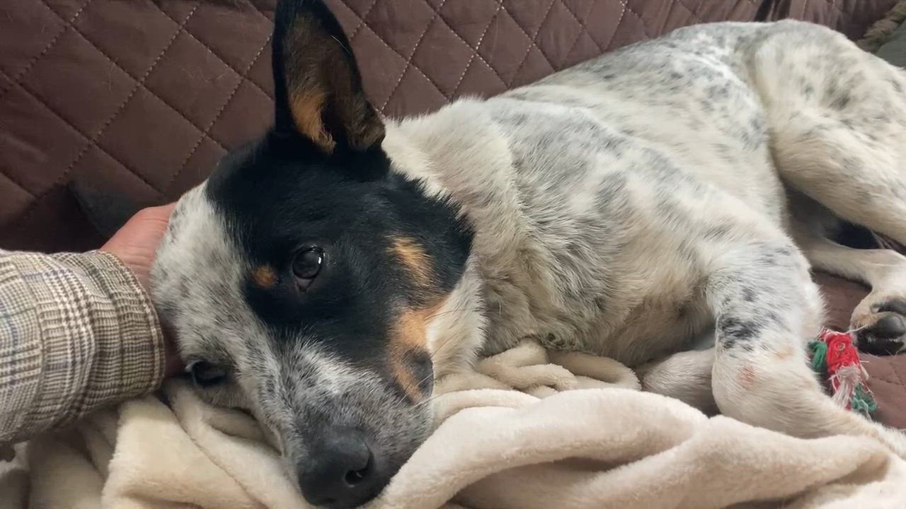Enlarge Bingo, a Adoptable Australian Cattle Dog / Blue Heeler in Chatham, NJ video 6/6
