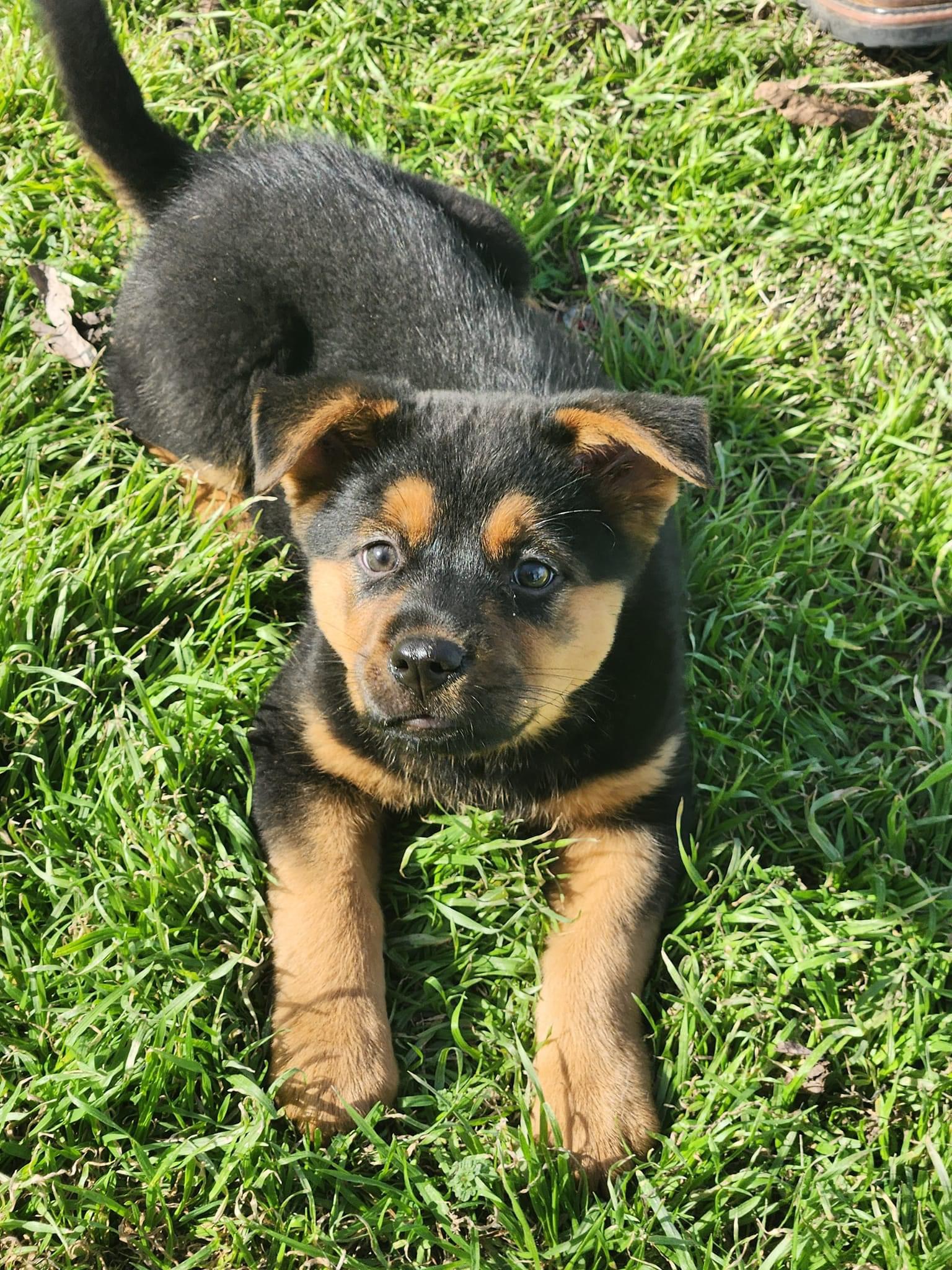 Enlarge Pocket, a Adoptable Chow Chow in San Angelo, TX image 2/4