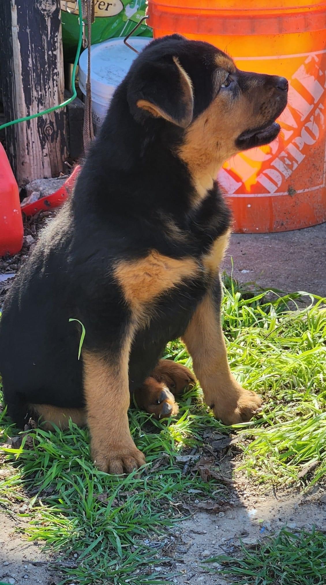 Enlarge Pocket, a Adoptable Chow Chow in San Angelo, TX image 3/4