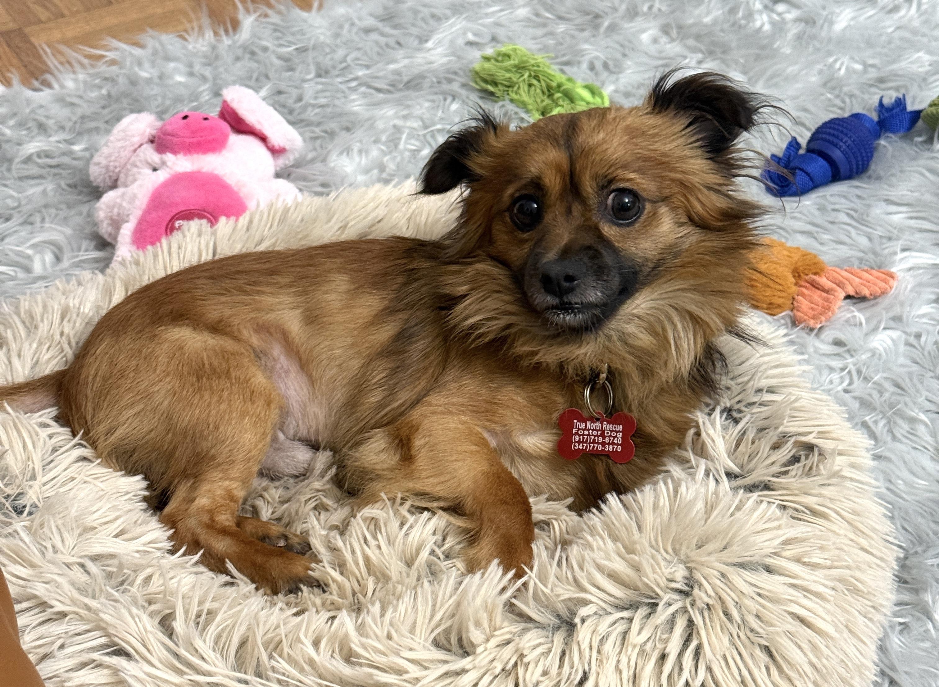 Victor, an adopted mixed breed in Brooklyn, NY image 3/6
