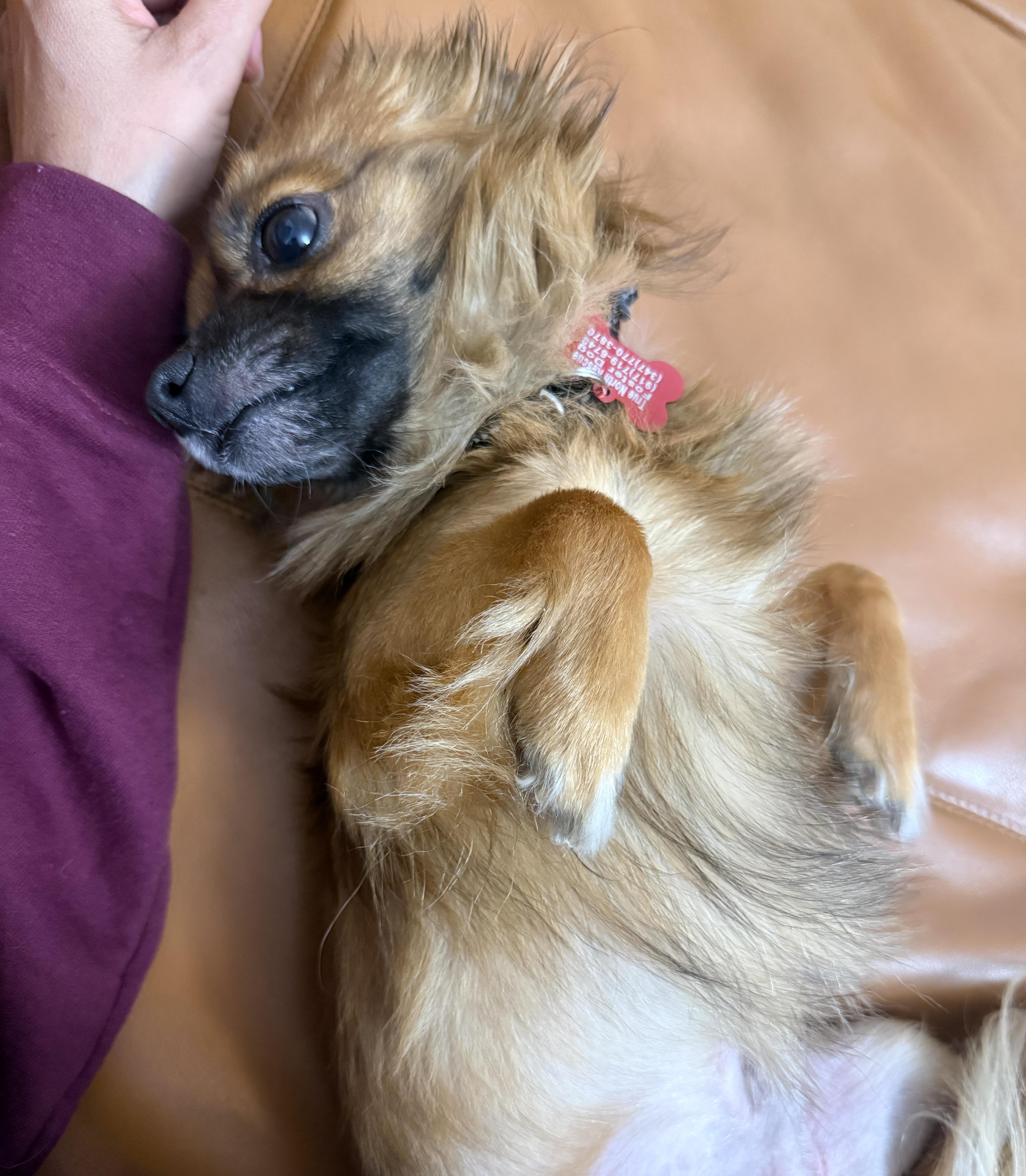 Victor, an adopted mixed breed in Brooklyn, NY image 6/6