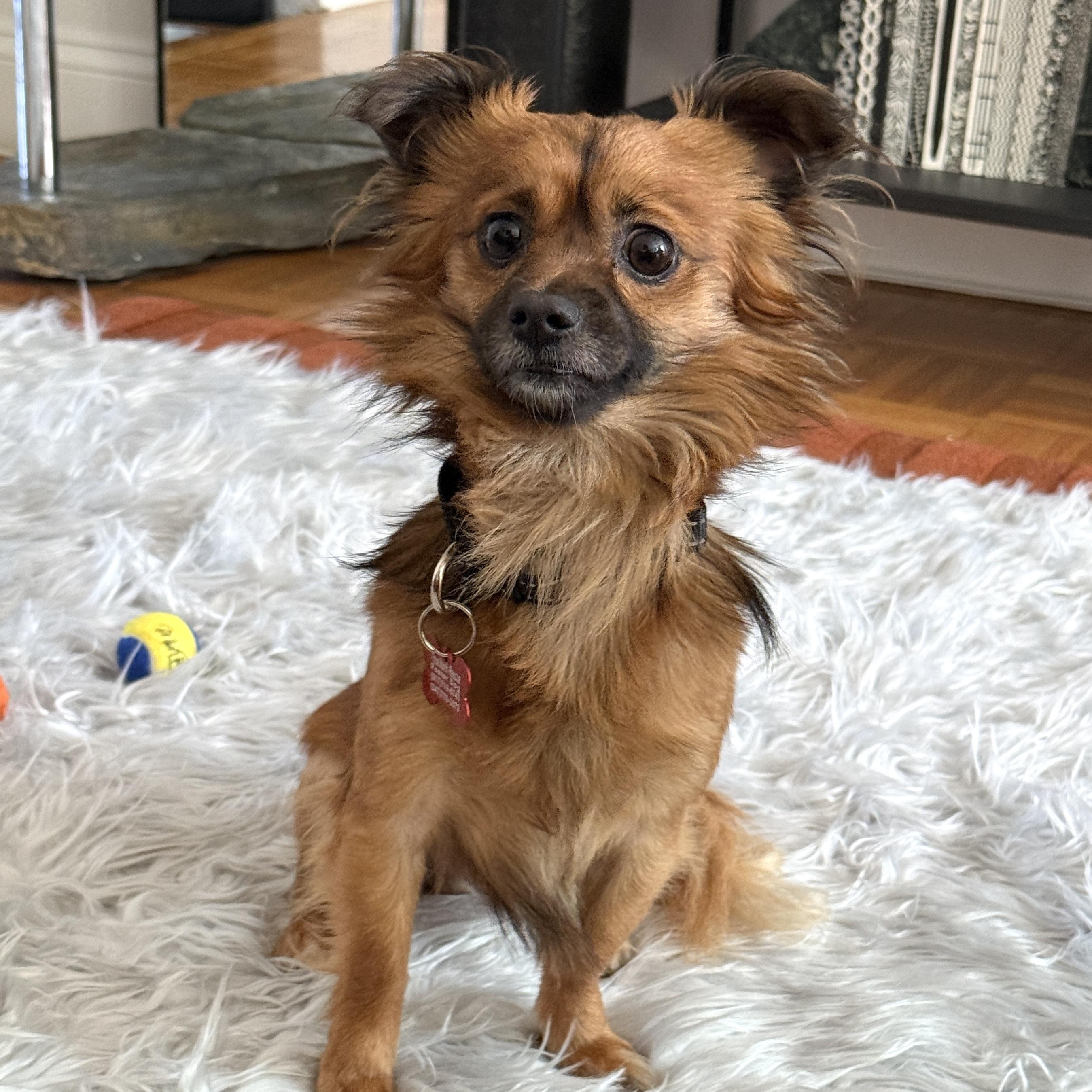 Victor, an adopted mixed breed in Brooklyn, NY image 1/6
