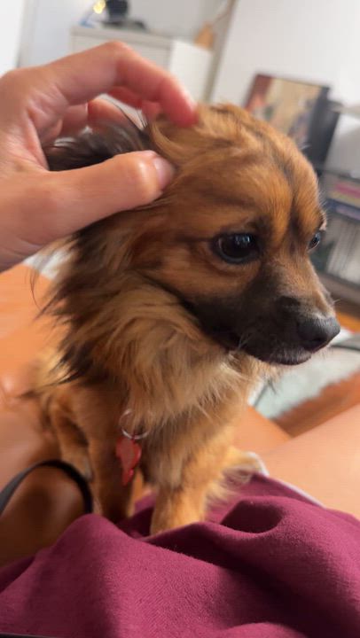 Enlarge Victor, an adopted mixed breed in Brooklyn, NY video 2/6