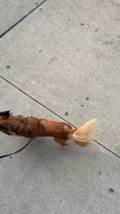 Enlarge Victor, an adopted mixed breed in Brooklyn, NY video 4/6