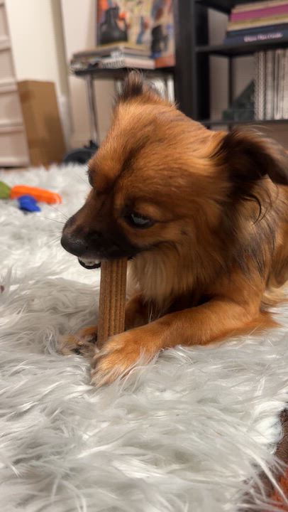 Enlarge Victor, an adopted mixed breed in Brooklyn, NY video 5/6