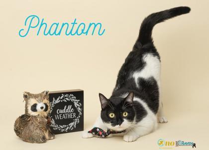 Phantom, Adoptable, Kitten Male Domestic Short Hair & Domestic Short Hair.