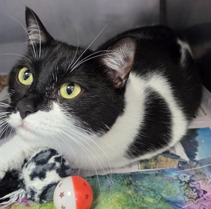 Phantom, Adoptable, Kitten Male Domestic Short Hair & Domestic Short Hair.