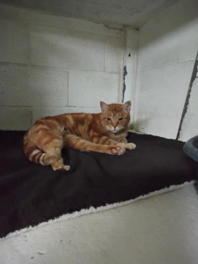 Cash, Adopted, Adult Male Domestic Short Hair.