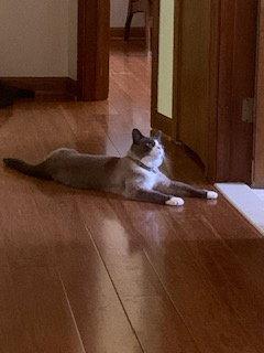 Possum, Adoptable, Young Male Siamese.