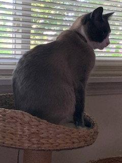 Enlarge Possum, a Adoptable Siamese in Pinckney, MI image 2/3