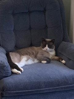 Enlarge Possum, a Adoptable Siamese in Pinckney, MI image 3/3
