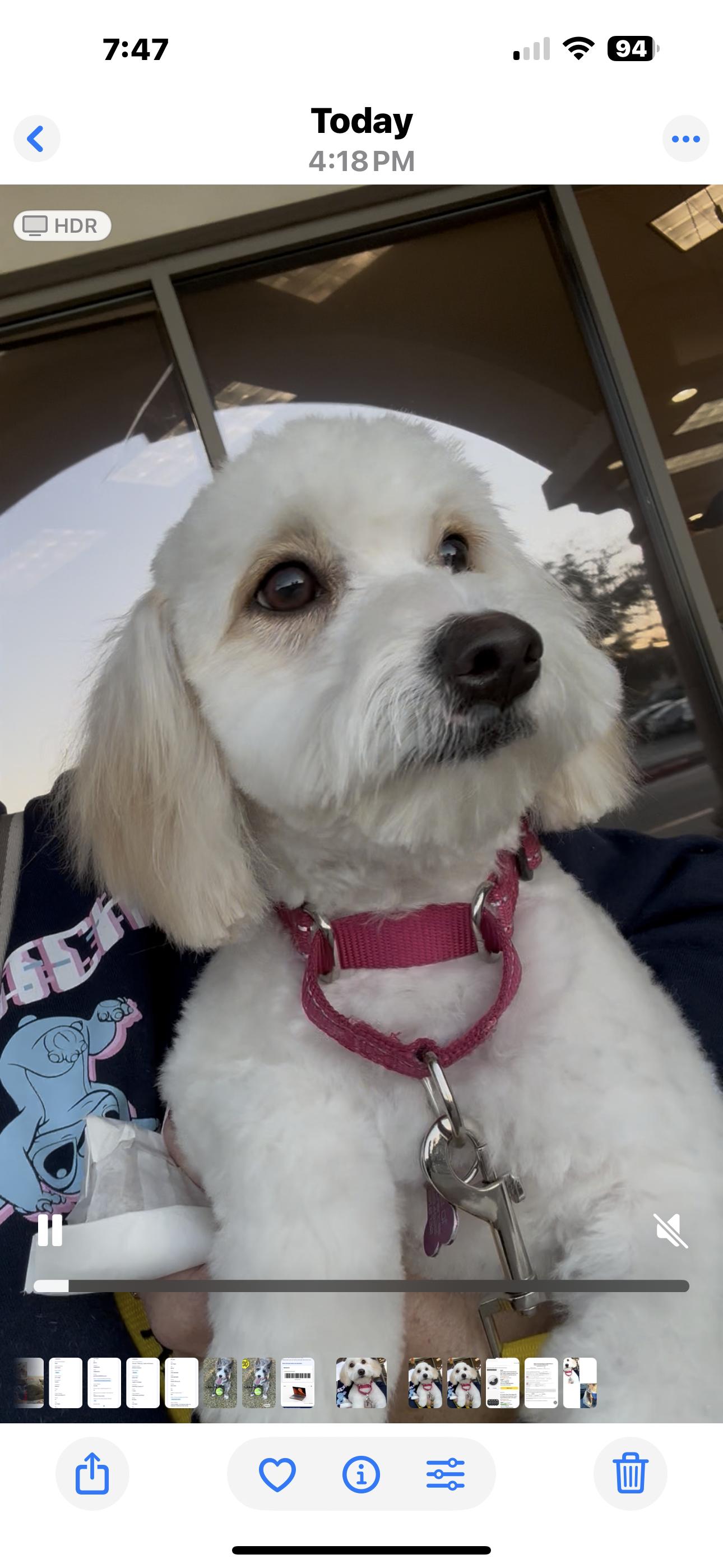 Cupid, ADOPTABLE, Young Female Maltese.