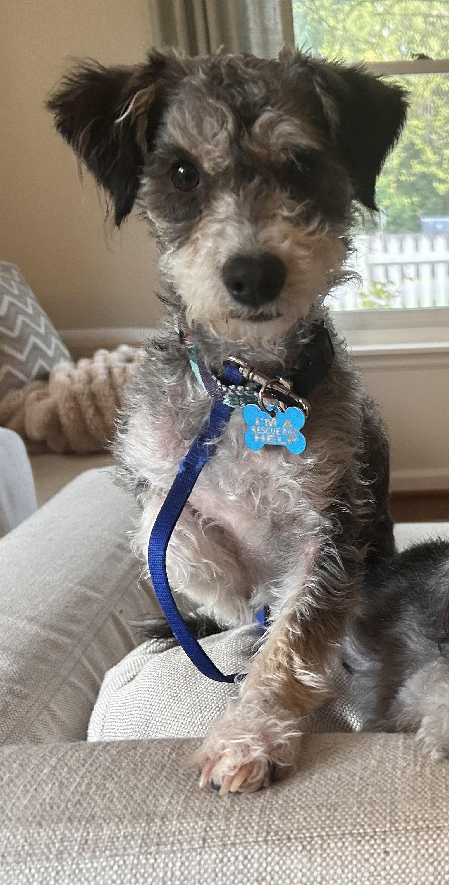 Riyo, Adoptable, Adult Male Schnauzer & Poodle.
