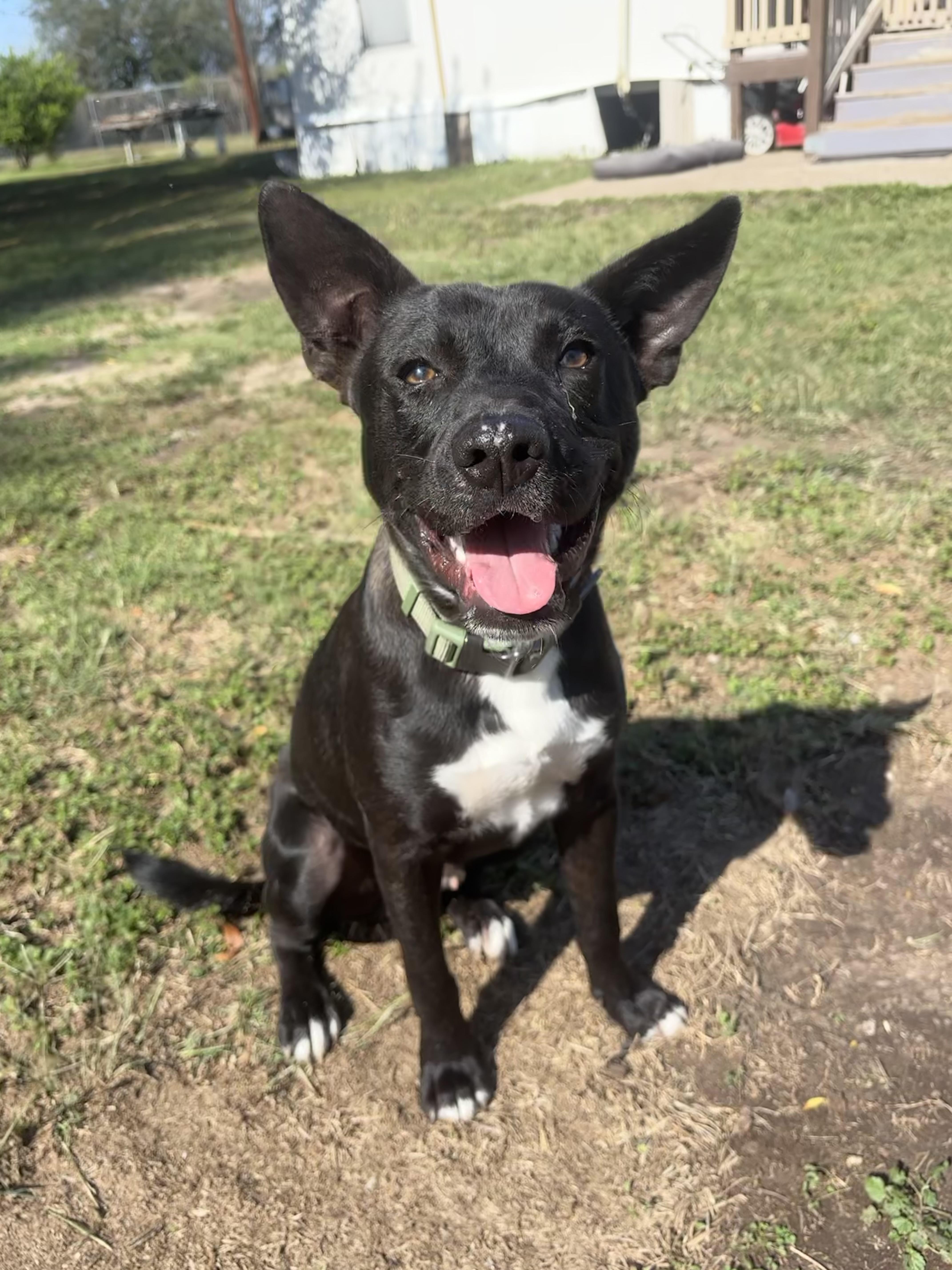 Enlarge Frito, a Adoptable mixed breed in Billings, MT image 2/4