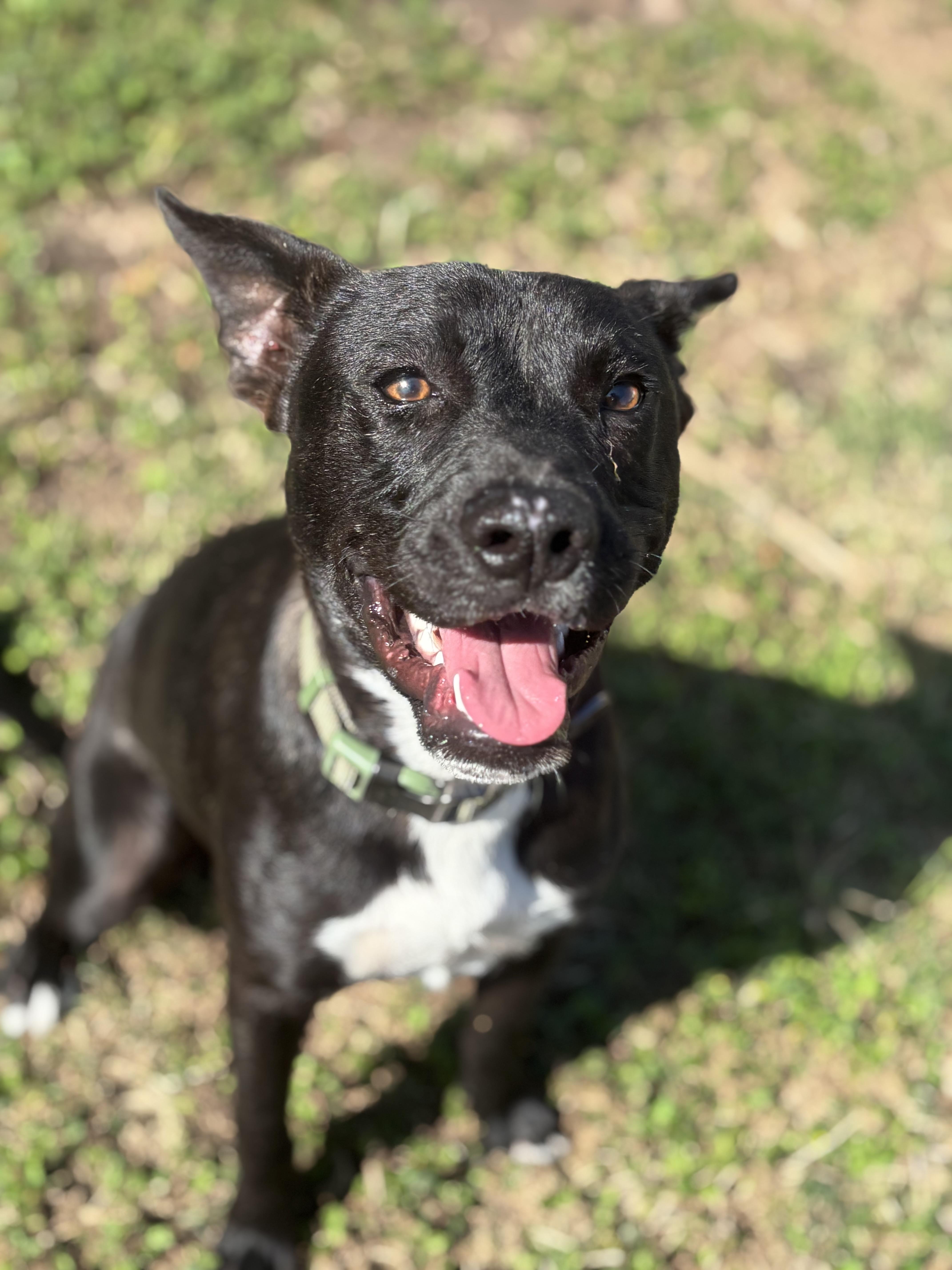 Enlarge Frito, a Adoptable mixed breed in Billings, MT image 3/4