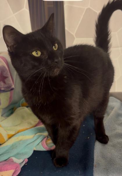 Tofurky, Adoptable, Young Female Domestic Short Hair & Domestic Short Hair.