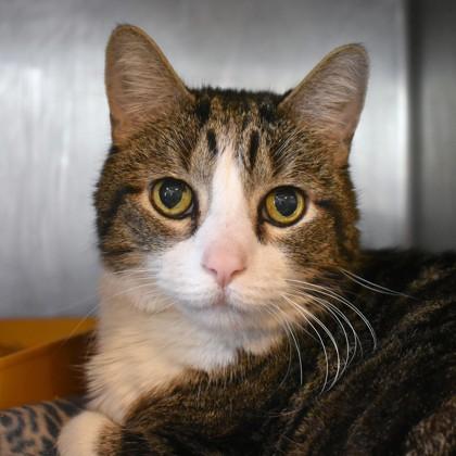 Kiwi, an adoptable Domestic Short Hair in Flagstaff, AZ, 86001 | Photo Image 1