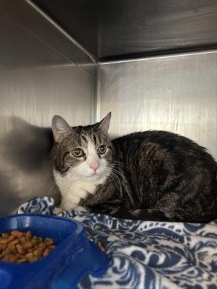Kiwi, an adoptable Domestic Short Hair in Flagstaff, AZ, 86001 | Photo Image 2