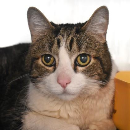 Kiwi, an adoptable Domestic Short Hair in Flagstaff, AZ, 86001 | Photo Image 3