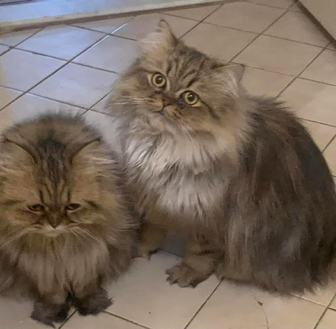 Enlarge Mama Greta & son Frankie , a Adoptable Persian in Woodmere, NY image 5/5