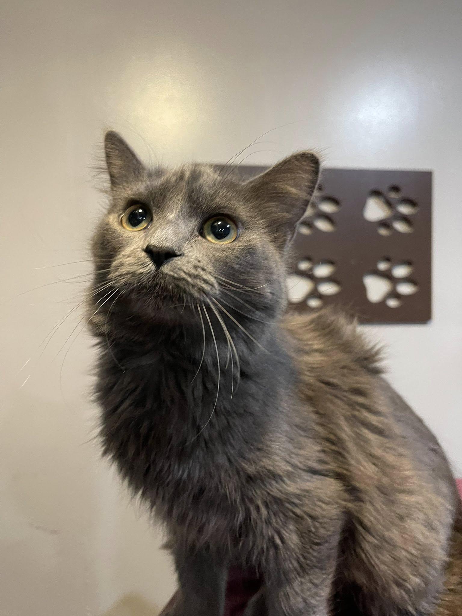 Huffy, Adoptable, Young Female Domestic Short Hair.