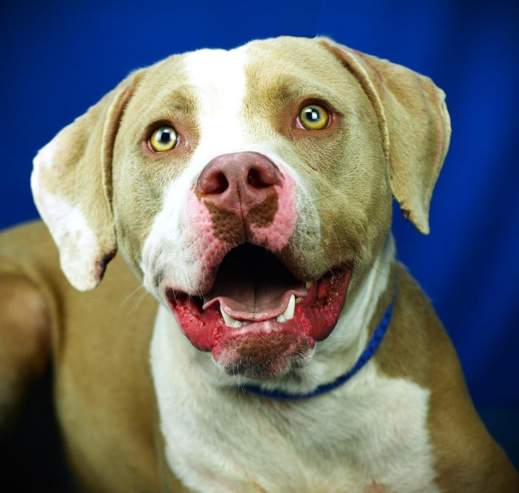 Enlarge West, a Adoptable mixed breed in Denham Springs, LA image 1/1