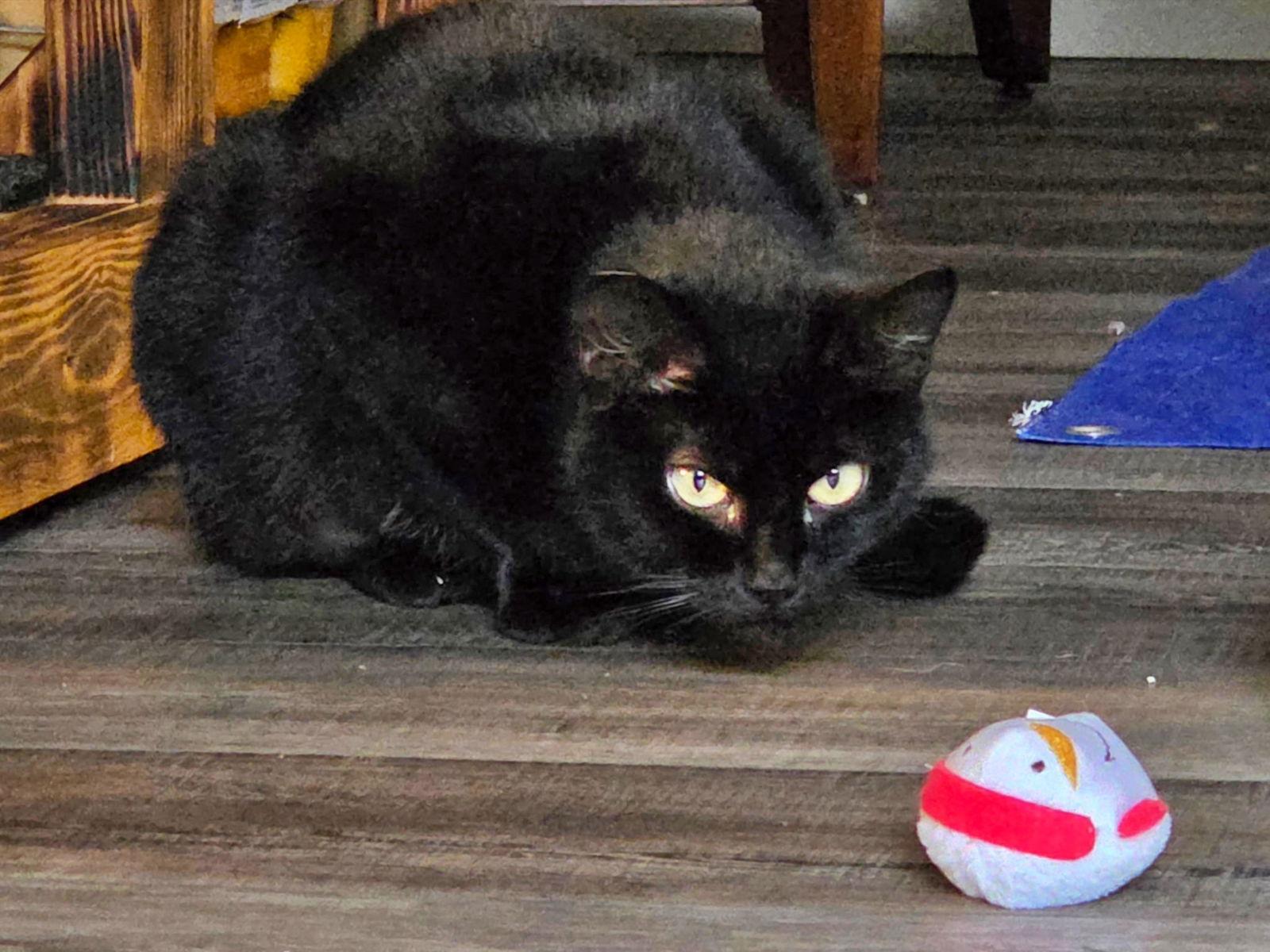 Enlarge BAGHEERA - Young Adult Female, a Adopted Domestic Short Hair in Hillsboro, OR image 2/3