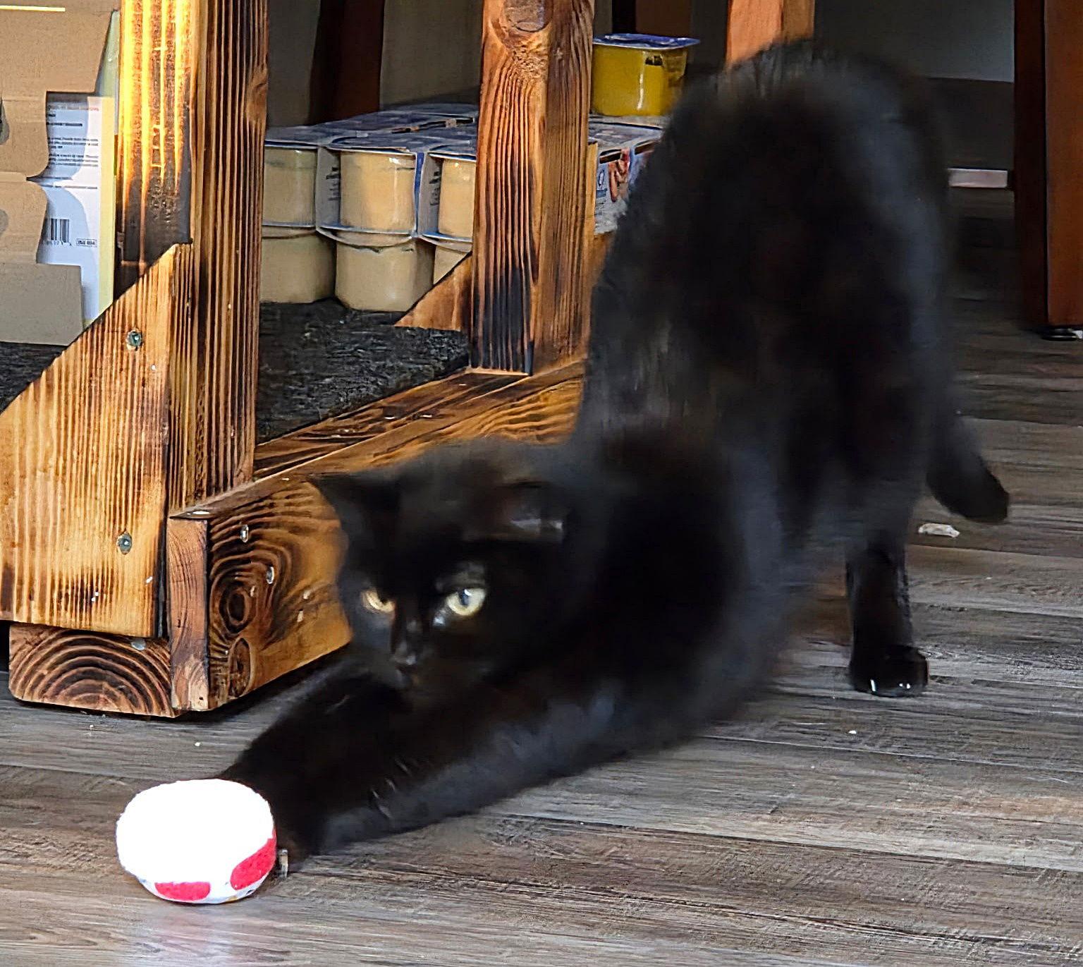 Enlarge BAGHEERA - Young Adult Female, a Adopted Domestic Short Hair in Hillsboro, OR image 3/3