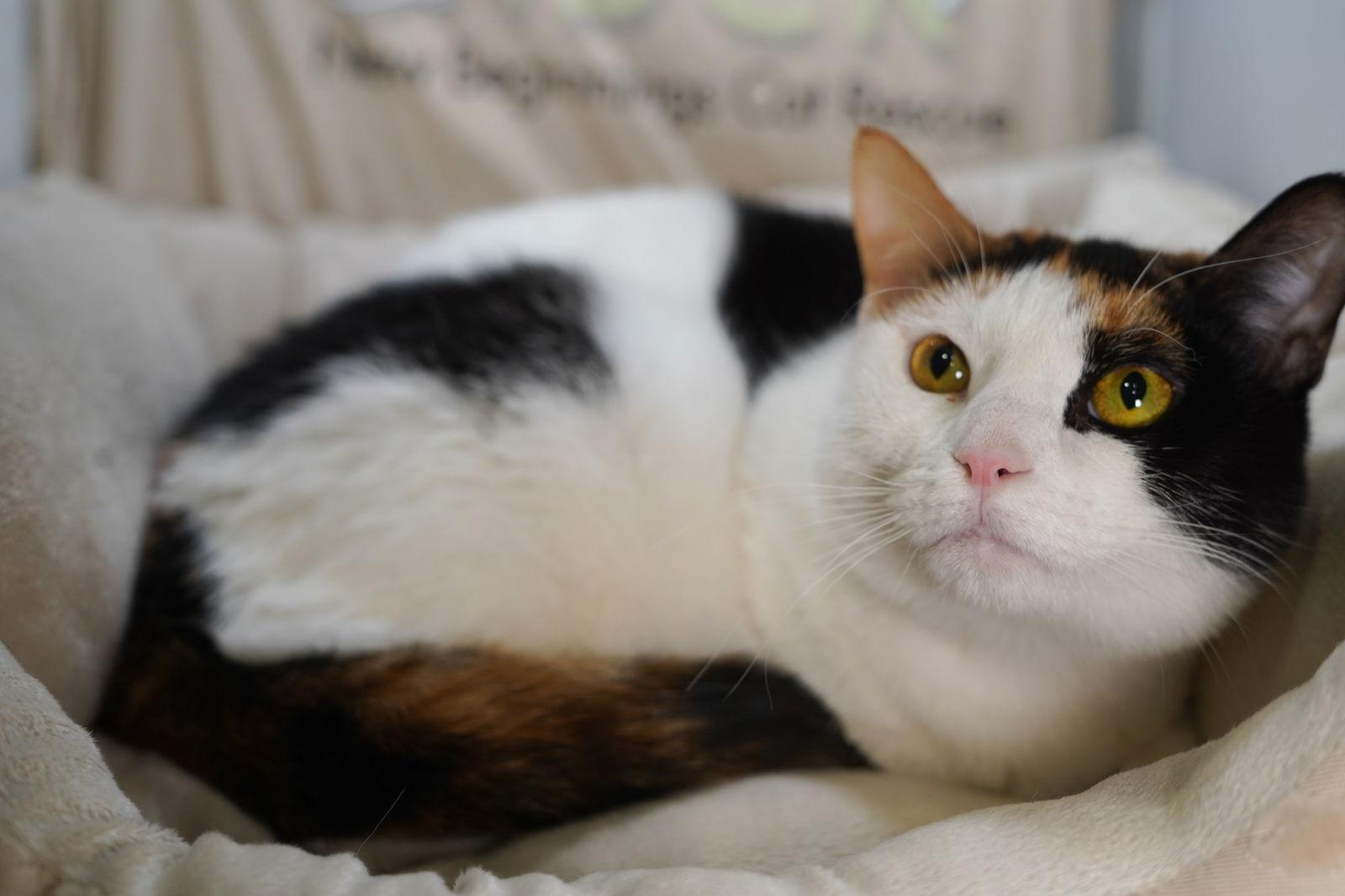 Enlarge Sofi, a Adoptable mixed breed in Garland, TX image 1/3